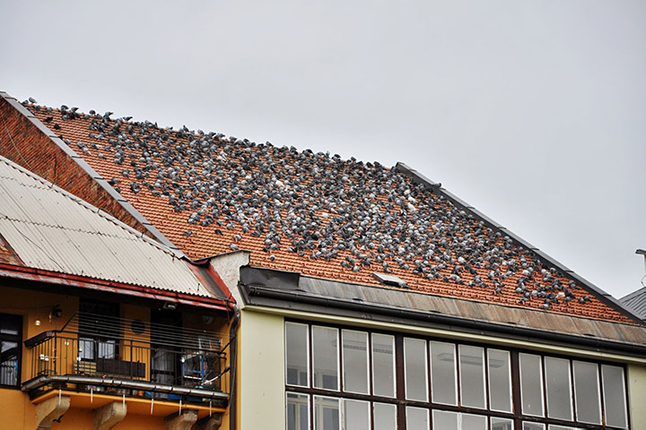 A2B Pest Control are able to install spikes to deter birds from roofs in Becontree. 