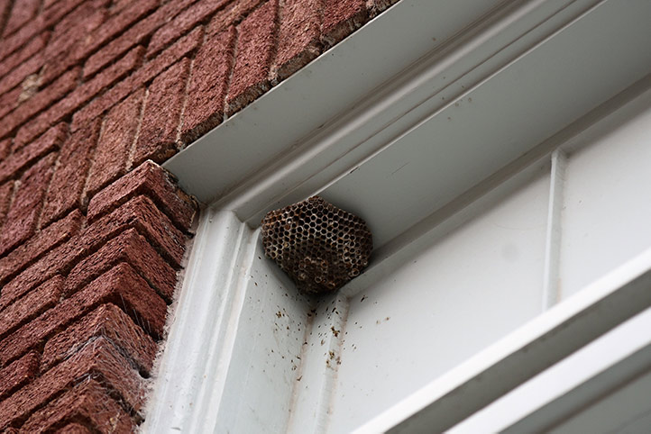 We provide a wasp nest removal service for domestic and commercial properties in Becontree.